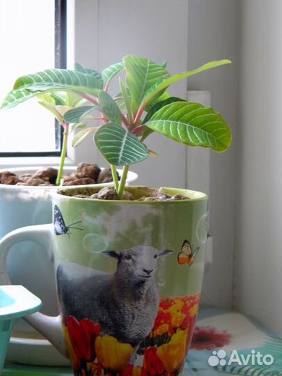 Молочай Беложилковый (беложильчатый)