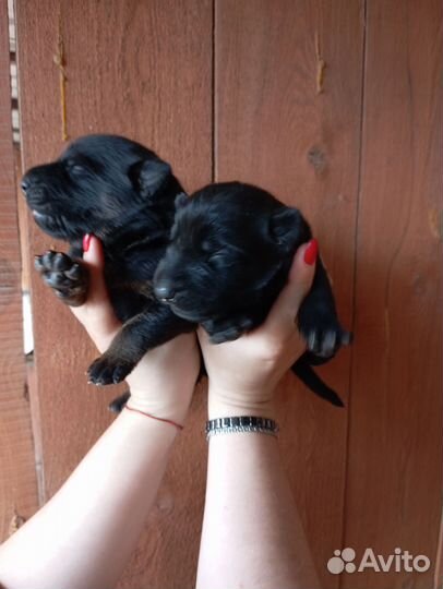 Щенки немецкой овчарки