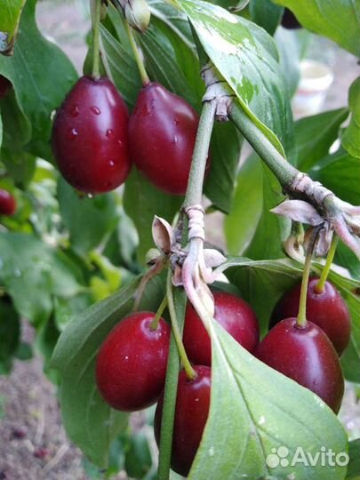 Саженцы кизила