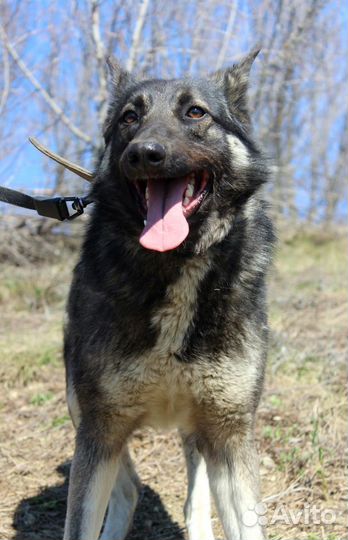 Собака Джульетта