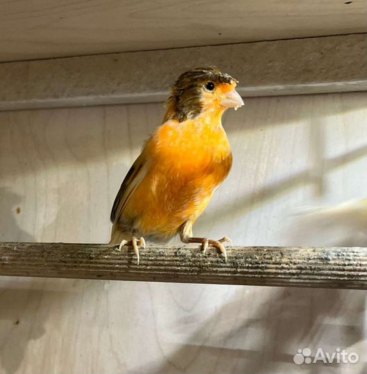 Канарейки и кенары, март 2023