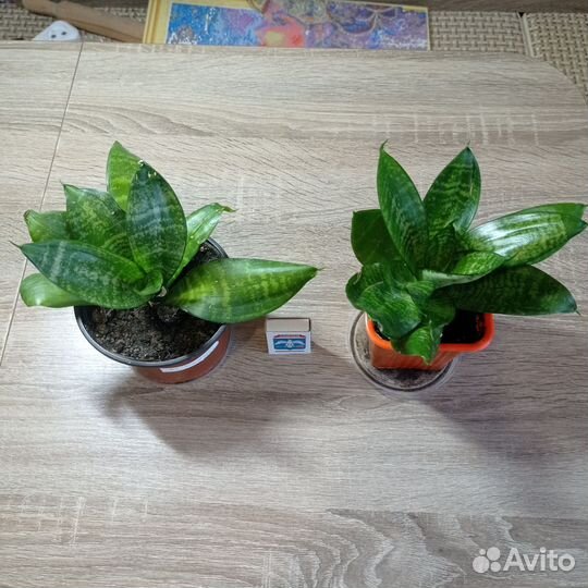 Сансевиерия ханни