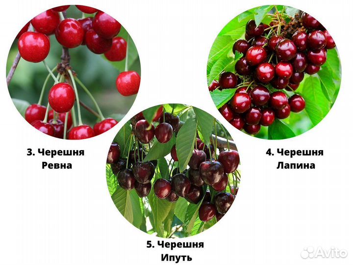 Саженцы вишни, саженцы черешни, дюк