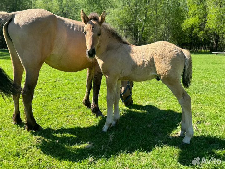 Жеребчик и кобылка