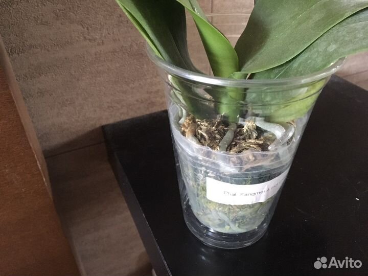 Орхидея фаленопсис