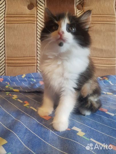 Ласковые кошечки в добрые руки бесплатно