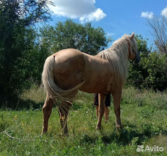 Продам или обменяю жеребца