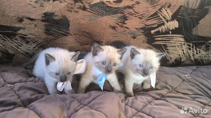 Тайские котята