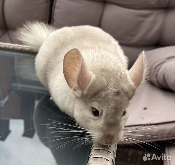 Шиншилла мальчик