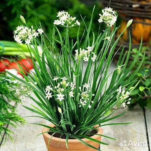 Джусай, черный тмин, Орегано турецкое