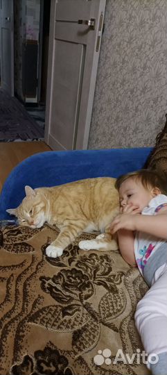 Кот Мурзик