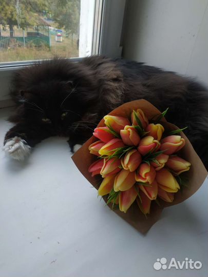 Мыльные Тюльпаны