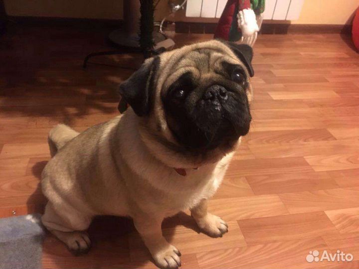 Вязка мопс РКФ