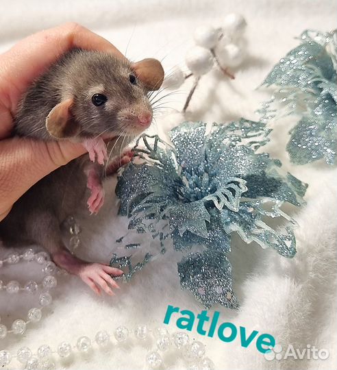 Крысята крыски малыши мальчуганы от ratlove