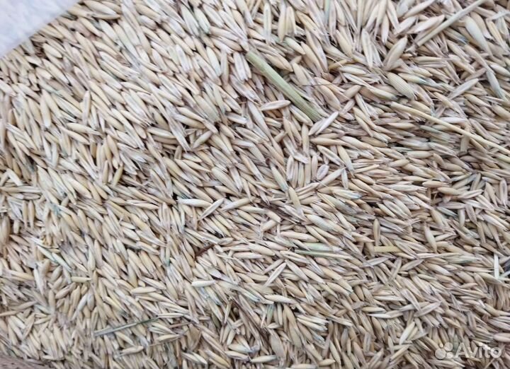 Фуражная пшеница, Ячмень озимый на корм/посев