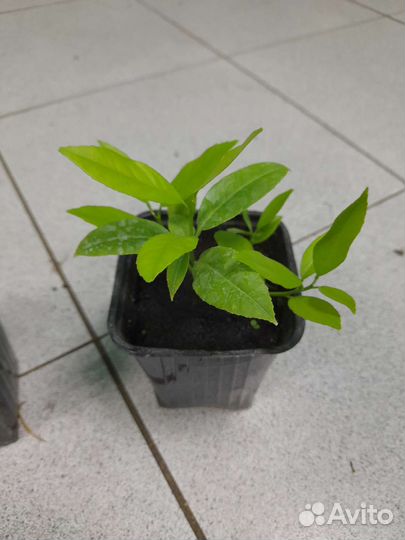 Саженцы лимона Мейера