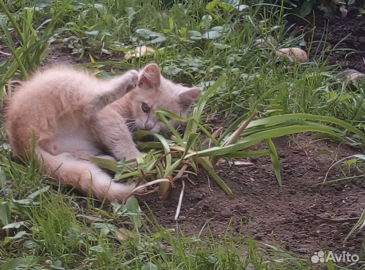 Отдам персикового котенка