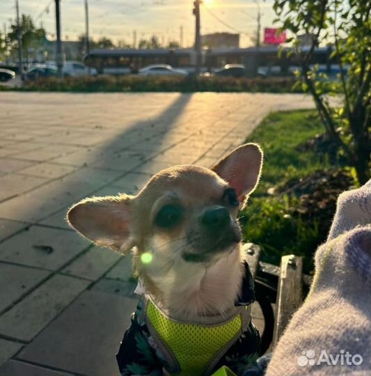 Чихуахуа мальчик