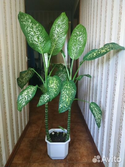 Диффенбахия