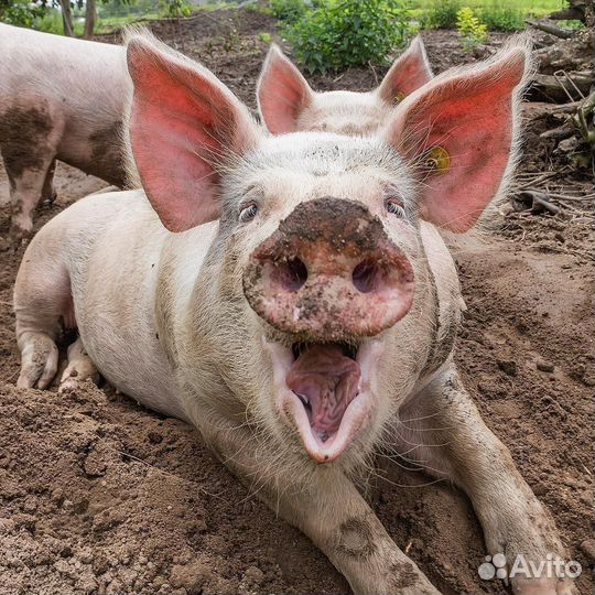 Большие кабаны