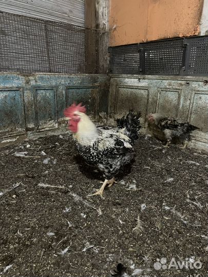 Индюки на мясо