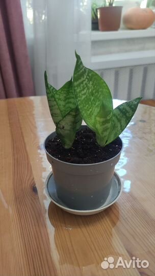 Сансевиерия