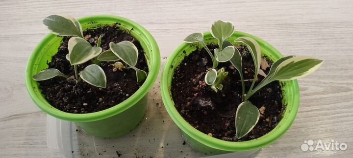 Хоста цветок