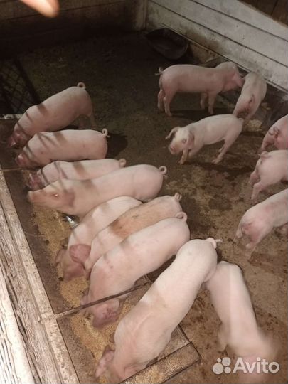 Поросята крупная белая