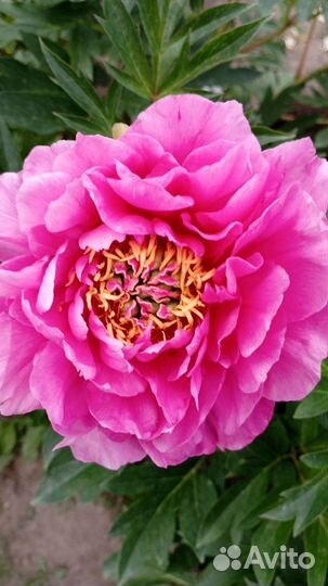 Пион корень фешенебельный Belle Toulousaine