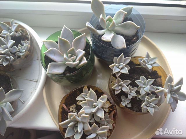 Растения, каменная роза