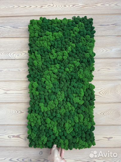 Панели из стабилизированного мха