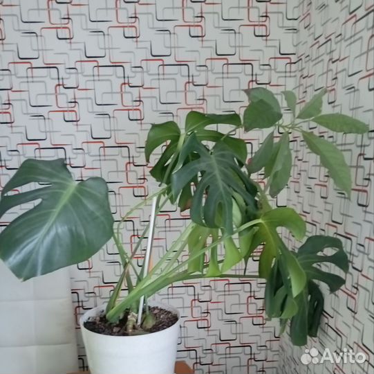 Комнатные цветы