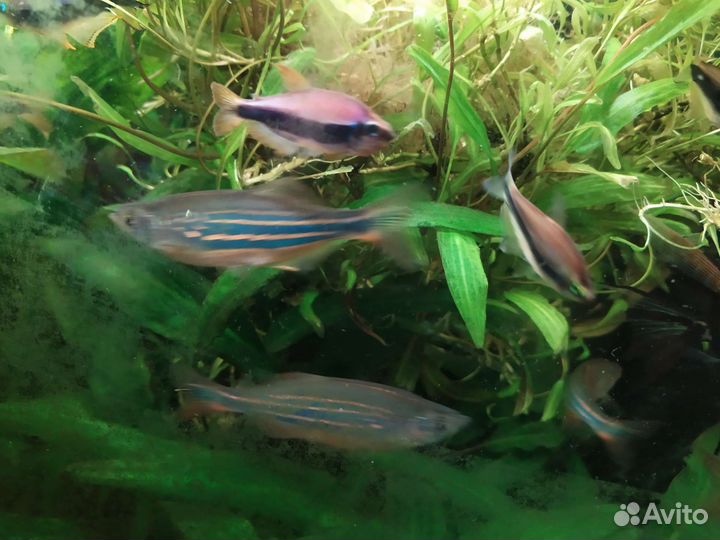 Рыбка данио малабарский, данио деварио
