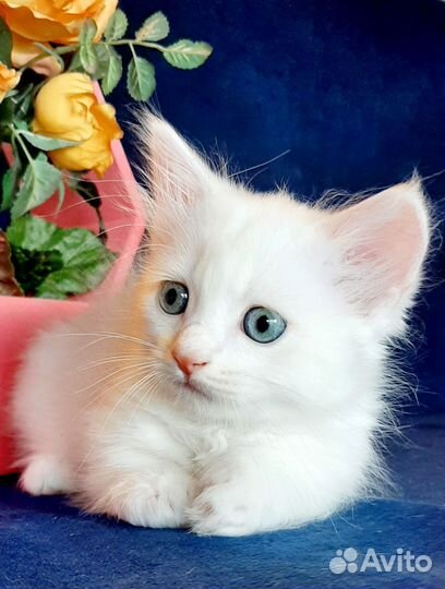 Котята манчкин