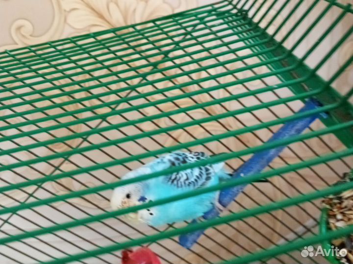 Птицы попугай