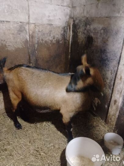 Козы дойные