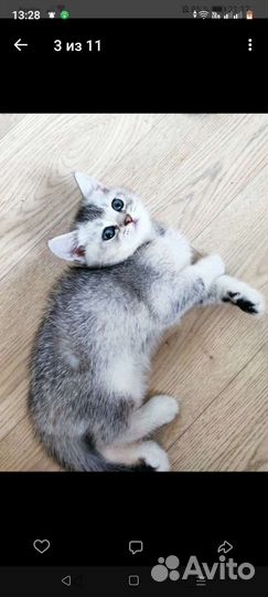 Кошка в дар