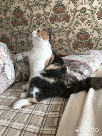 Отдам кошку в добрые руки