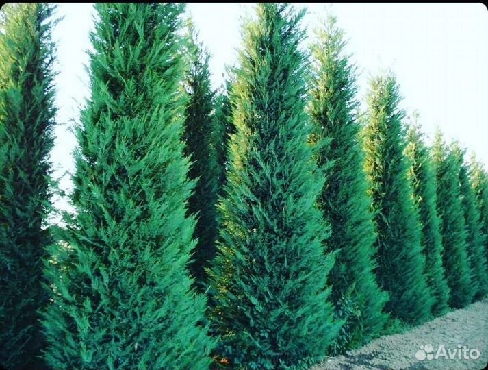 Кипарисовик Голд Райдер, Лейланд 2001, Кастлевелан