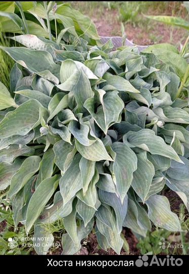 Хоста