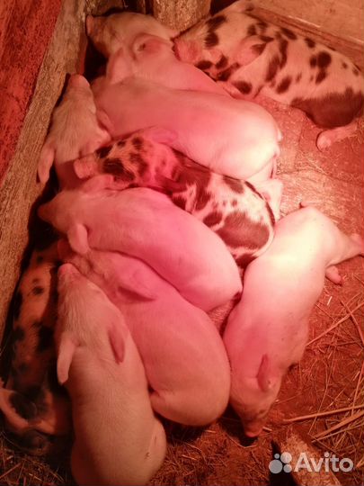 Поросята