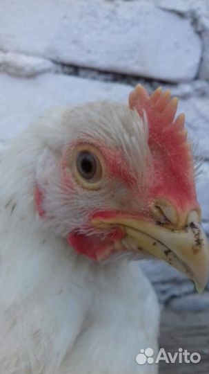 Куры бройлеры