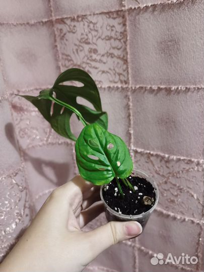 Монстера манки