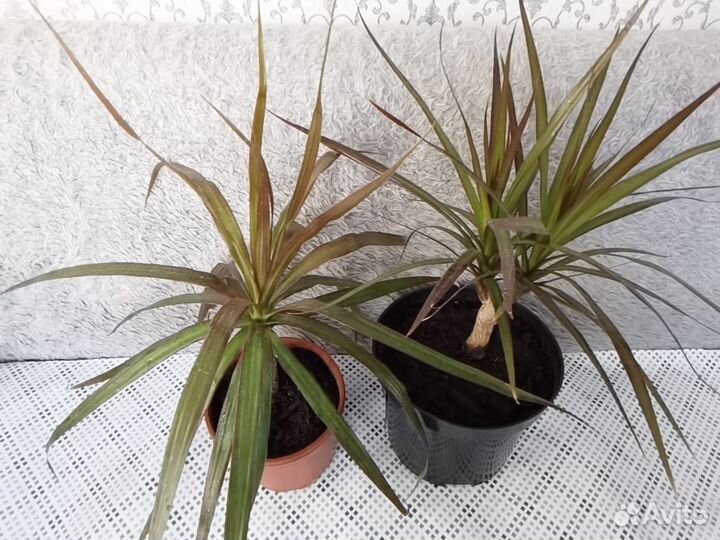 Комнатные растения. Драцены