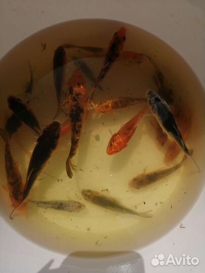 Декоративная рыба для пруда