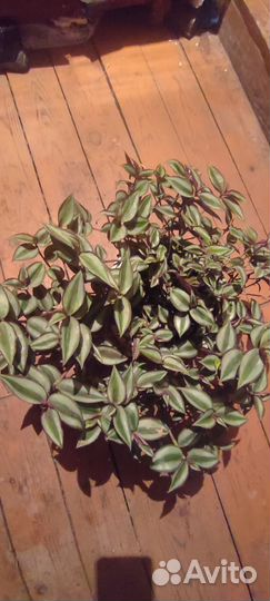 Комнатные цветы