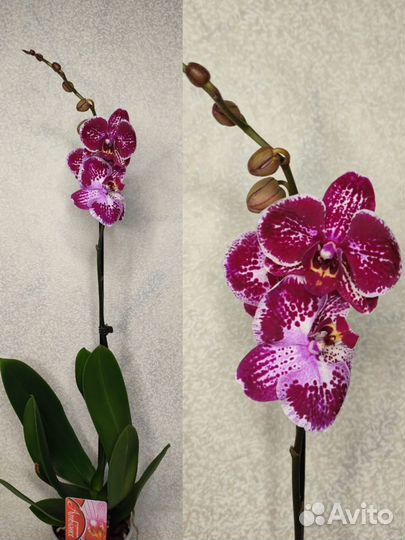 Орхидея фаленопсис