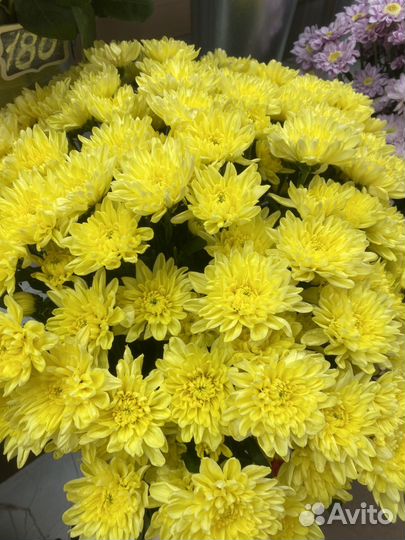 Букет из хризантем. Доставка