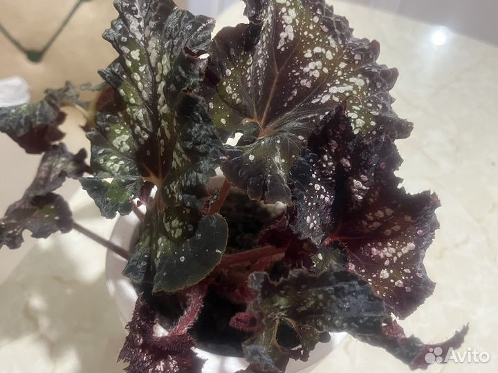 Бегония декоративно лиственная