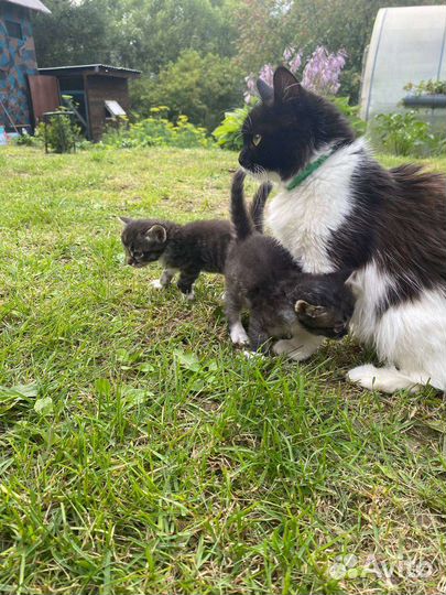 Котята